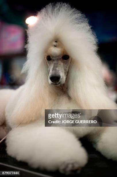Poodle is pictured during the sixth edition of the "Mi Mascota" fair in Malaga on November 25, 2017. / AFP PHOTO / JORGE GUERRERO