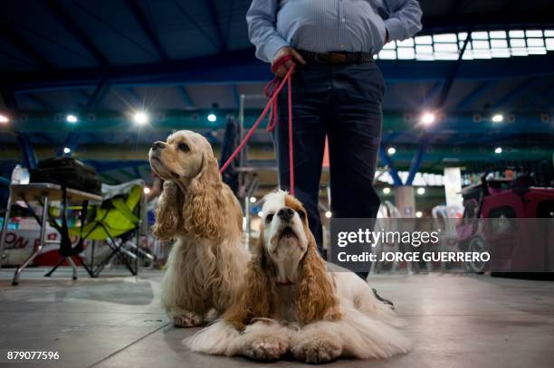 Man poses with his dogs during the sixth edition of the "Mi Mascota" fair in Malaga on November 25, 2017. / AFP PHOTO / JORGE GUERRERO