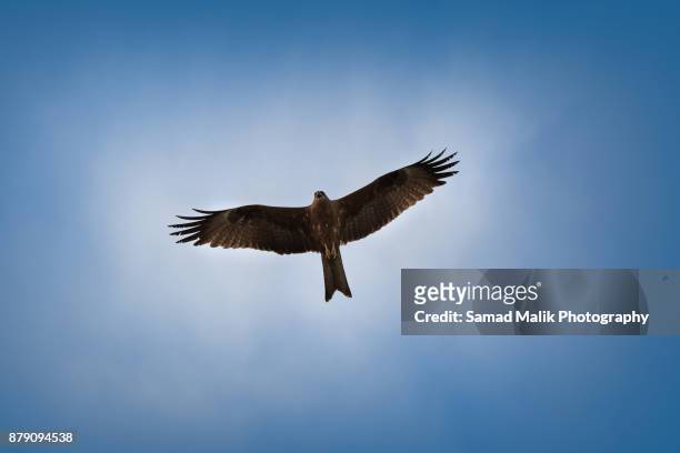 flying eagle - halcón fotografías e imágenes de stock