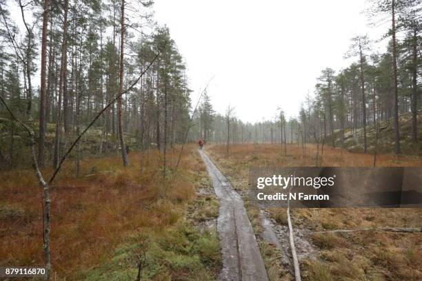 father and son hiking in finland - n farnon stock pictures, royalty-free photos & images