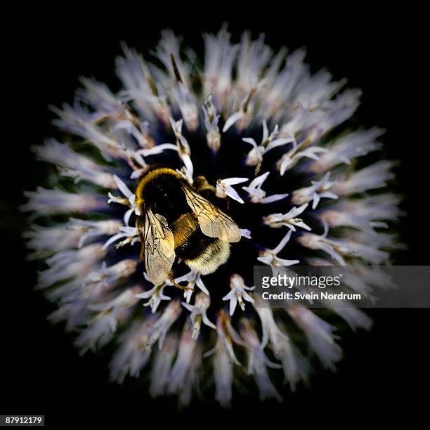 golden humblebee - gold bug stock pictures, royalty-free photos & images