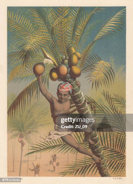 coconut picker, litthograph, published in 1883 - lithograph stock illustrations
