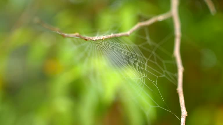 644 Wind Spider Stock Videos, Footage, & 4K Video Clips - Getty Images