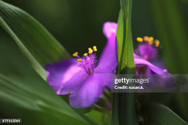 close up of blooming tradescantia pallida. - sensorischer impuls stock-fotos und bilder