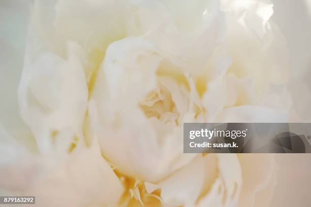 still life of peony blooming in the garden. - sensorischer impuls stock-fotos und bilder