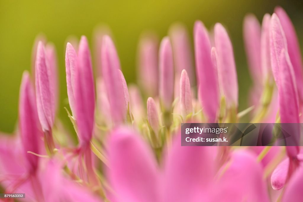 Macro of bloosoming cleome hassleriana