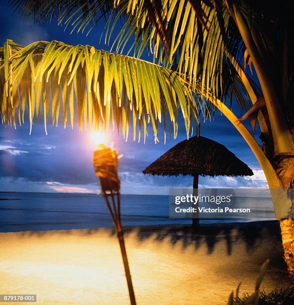 torch illuminating palm tree on beach, western samoa - samoa stock pictures, royalty-free photos & images