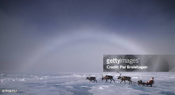 santa with three reindeer to the north pole - pole nord photos et images de collection