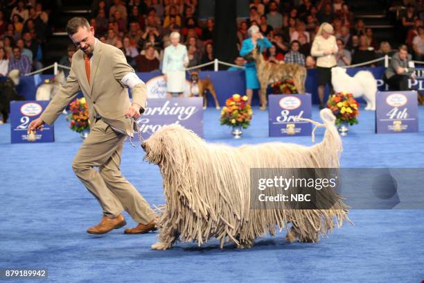 Pictured: Komondor --