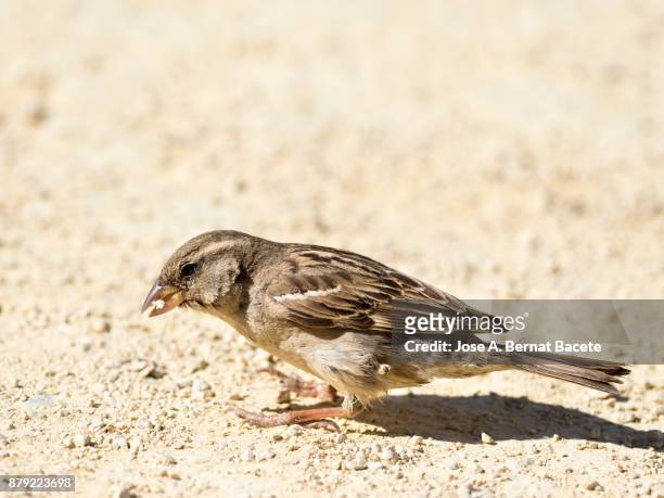 close-up of bird perching, house sparrow male, (passer domesticus), looking for food on the floor - tabarca stock pictures, royalty-free photos & images