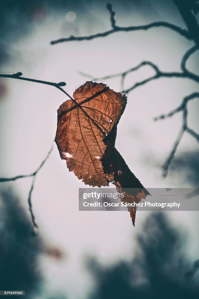 Autumn leaf