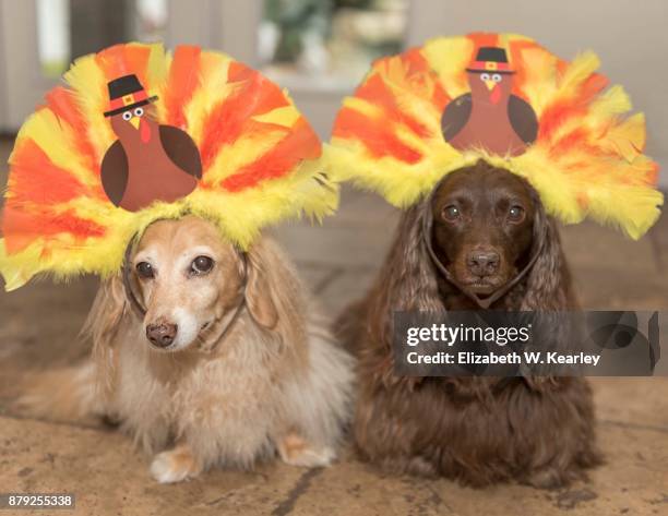 turkey dogs - dog thanksgiving stock pictures, royalty-free photos & images