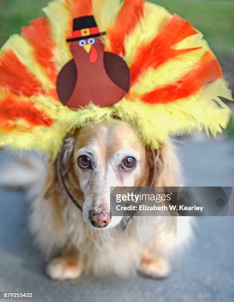 turkey dog - dog thanksgiving stock pictures, royalty-free photos & images