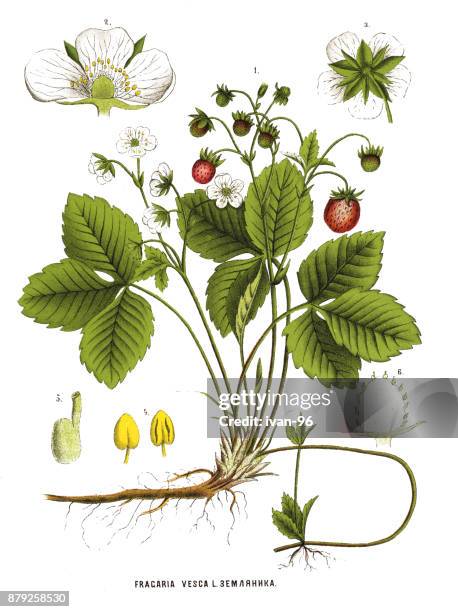 medicinal and herbal plants - wild strawberry stock illustrations