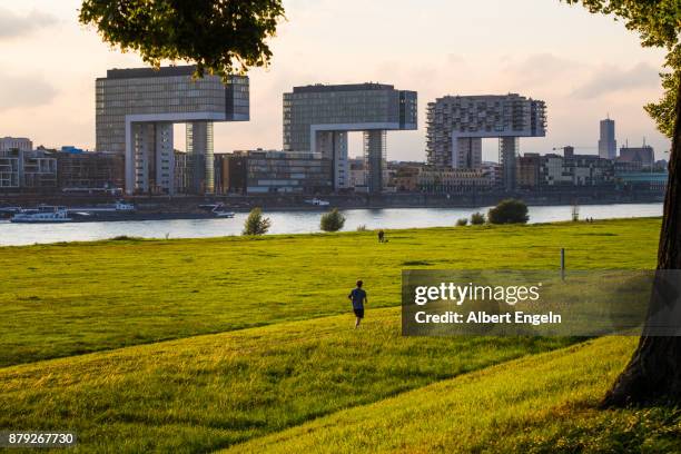 jogging along the rhine river. - north rhine westphalia stock-fotos und bilder