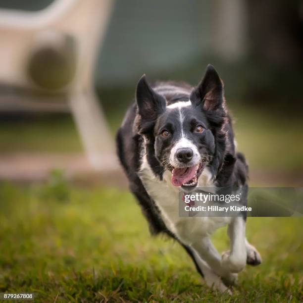 Border Collies In Action Photos and Premium High Res Pictures Getty