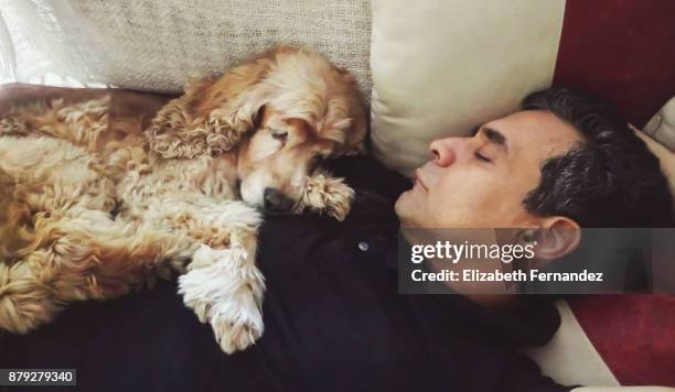 man and dog sleeping on sofa at living room - cocker spaniel bildbanksfoton och bilder