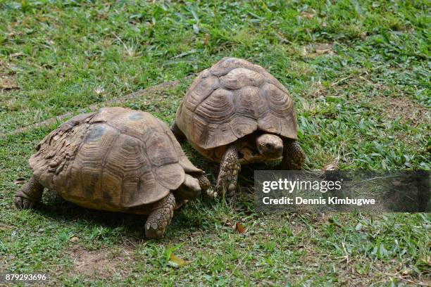 tortoises (testudinidae). - turtle walking stock pictures, royalty-free photos & images