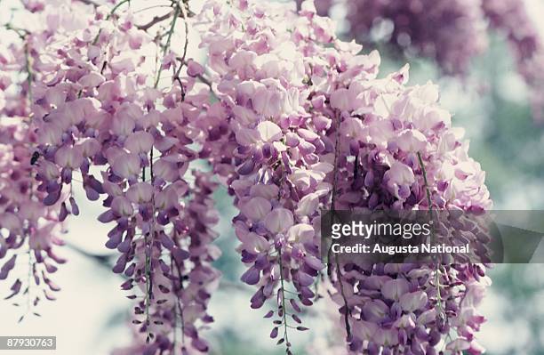 Close up of Wisteria blossoms during the 1981 Masters Tournament at Augusta National Golf Club on April 1981 in Augusta, Georgia.