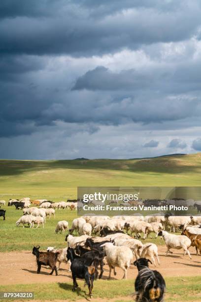 flock of sheeps and goats. south hangay province, mongolia. - inner mongolia photos et images de collection