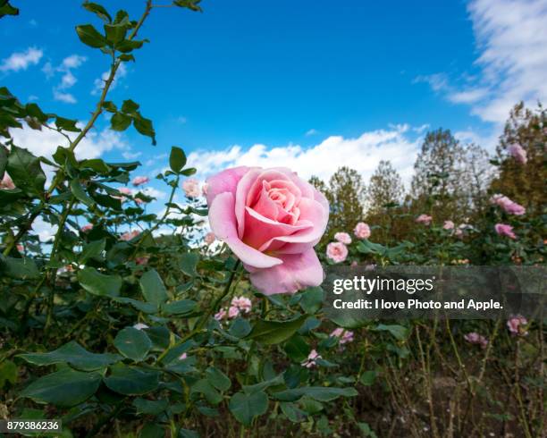 autumn rose flowers - roseto foto e immagini stock