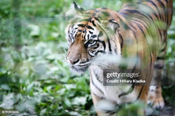 tiger looking intense - in gefangenschaft aufgezogen stock-fotos und bilder