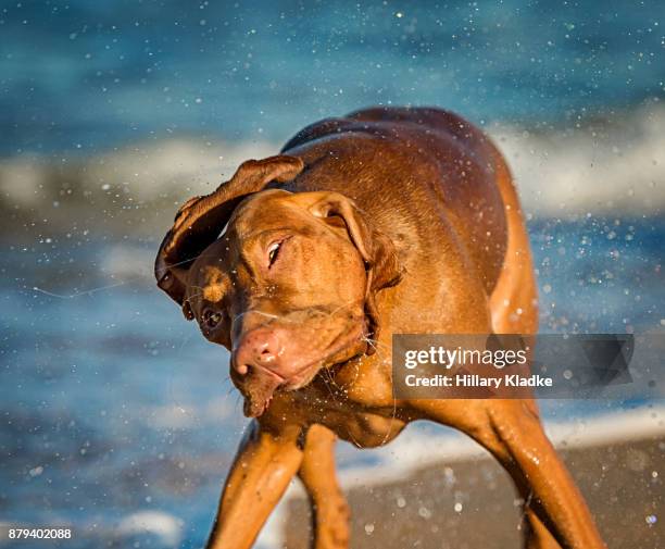 vizsla shakes off water - animal saliva stock pictures, royalty-free photos & images