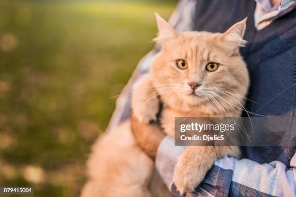 美しいメインあらいくま猫を愛する彼の所有者によって屋外で撮影されています。 - maine coon cat ストックフォトと画像