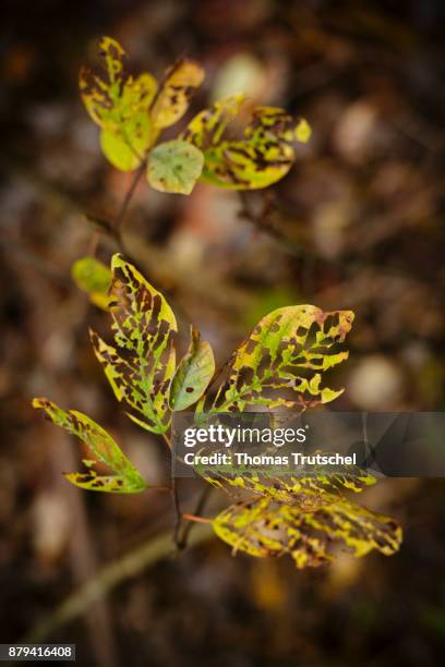 Heyda, Germany Leaves eaten by insects on a branch on November 02, 2017 in Heyda, Germany.