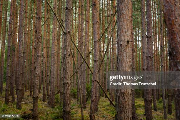 Heyda, Germany Tree trunks of a coniferous forest on November 02, 2017 in Heyda, Germany.