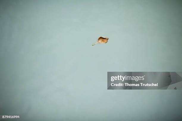 Lehde, Germany A withered leaf is floating on the water surface on November 18, 2017 in Lehde, Germany.