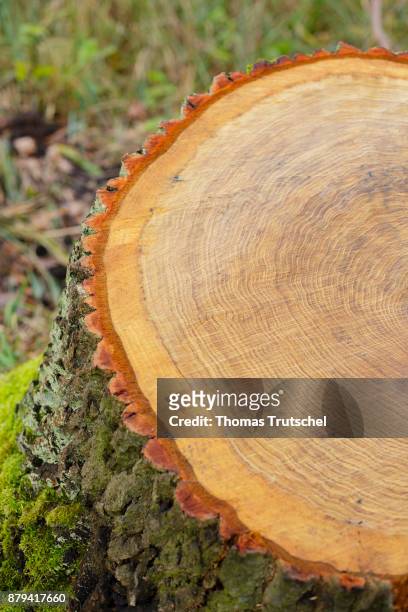 Luebben, Germany Annual rings are marked on a sawed tree trunk on November 20, 2017 in Luebben, Germany.