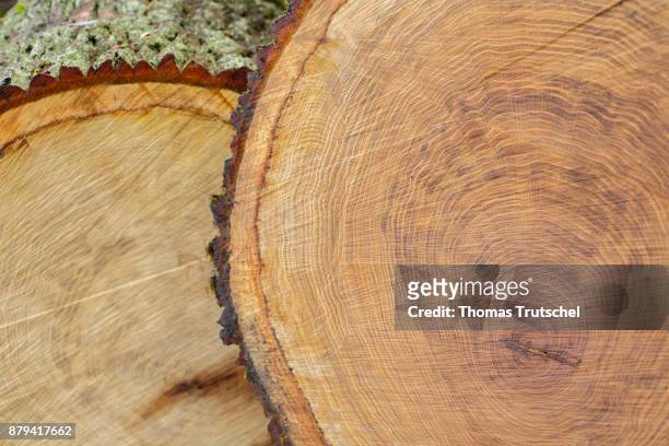 Annual rings are marked on a sawed tree trunk on November 20, 2017 in Luebben, Germany.