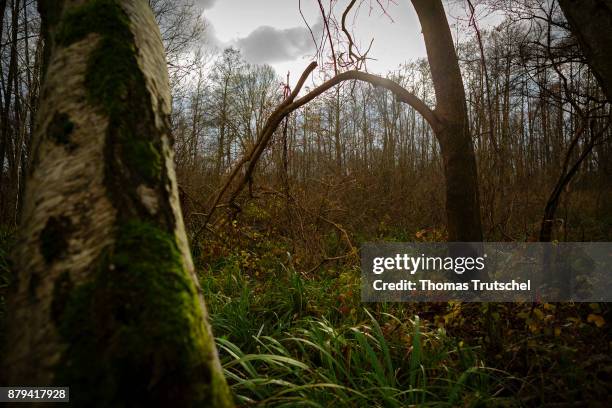 Luebbenau, Germany The sun illuminates a forest in the biosphere reserve Spreewald on November 20, 2017 in Luebbenau, Germany.