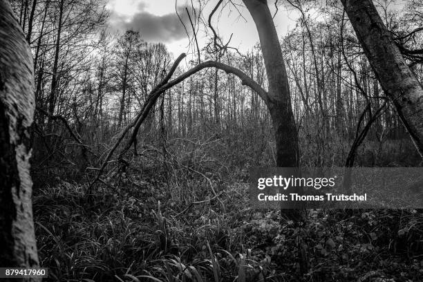 Luebbenau, Germany Black and white shot of a forest in the biosphere reserve Spreewald on November 20, 2017 in Luebbenau, Germany.