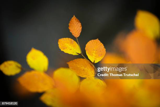 Luebbenau, Germany Autumn leaves on November 20, 2017 in Luebbenau, Germany.