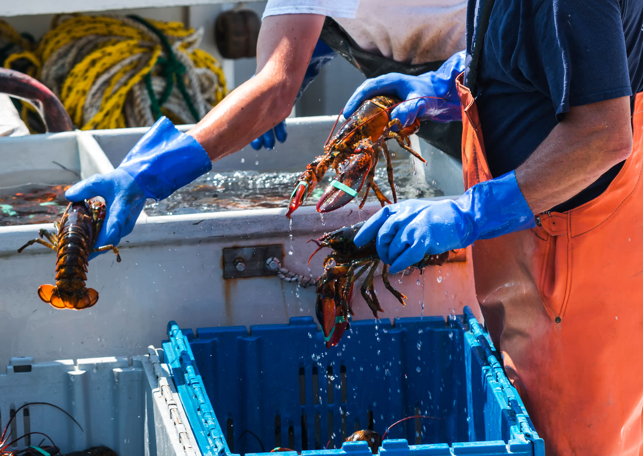 maine seafood