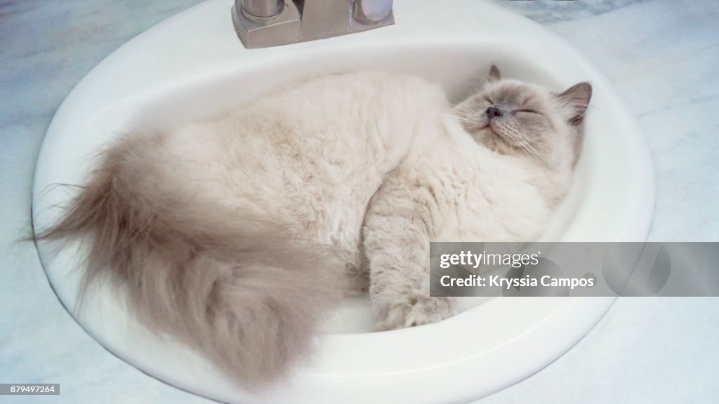 Cat Sleping In Sink At Home