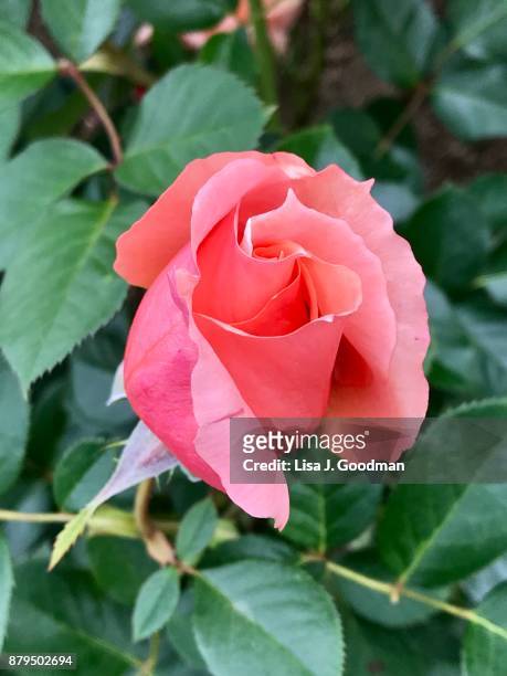 long stem rose on bush - long stem flowers stock pictures, royalty-free photos & images