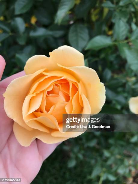 long stem rose on bush - long stem flowers stock pictures, royalty-free photos & images