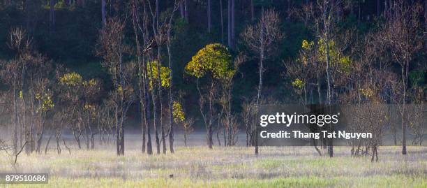 floating forest panorama - amazon vines stock pictures, royalty-free photos & images