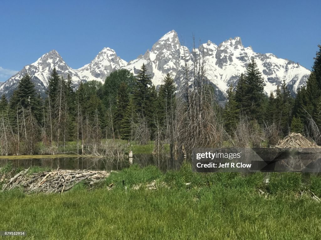 Beaver dam in Jackson Hole 6