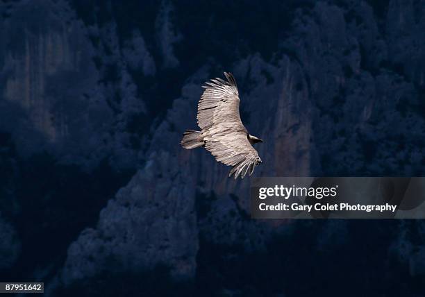 raptor or eagle - gorges du verdon stock pictures, royalty-free photos & images