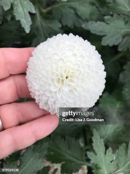 hand on white hybrid chrysanthemum - lisa fringer stock pictures, royalty-free photos & images