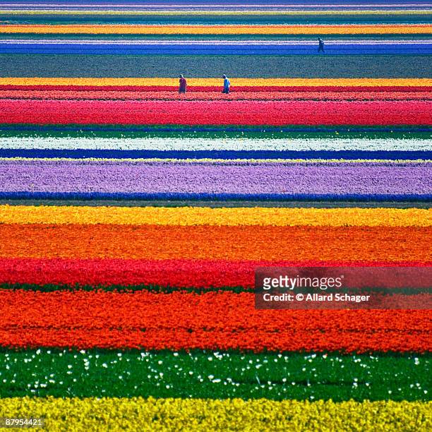 fields of gold - netherlands flowers stock pictures, royalty-free photos & images