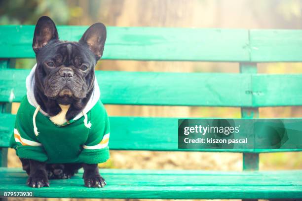 portrait of a cute french bulldog with sunlight - huisdierenkleding stockfoto's en -beelden