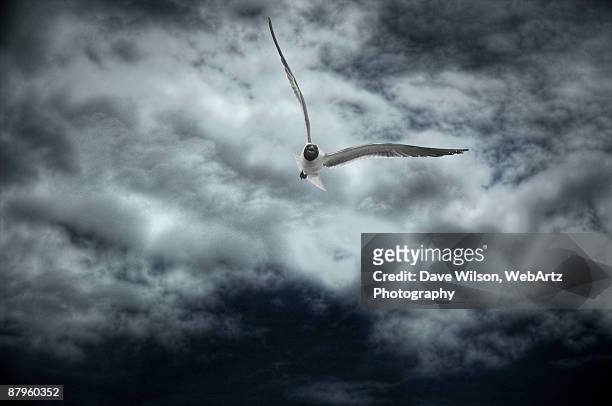 soaring - dave wilson webartz stock pictures, royalty-free photos & images