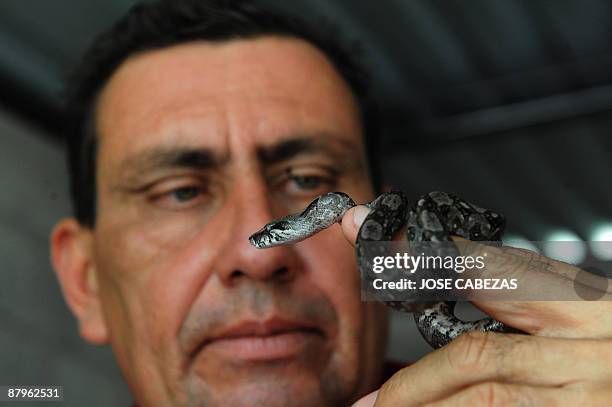 Felix Reyes, owner of 'La Unica' farm handles a newborn boa constrictor in La Herradura, 40 Km south of San Salvador on May 22, 2009. Felix Reyes...