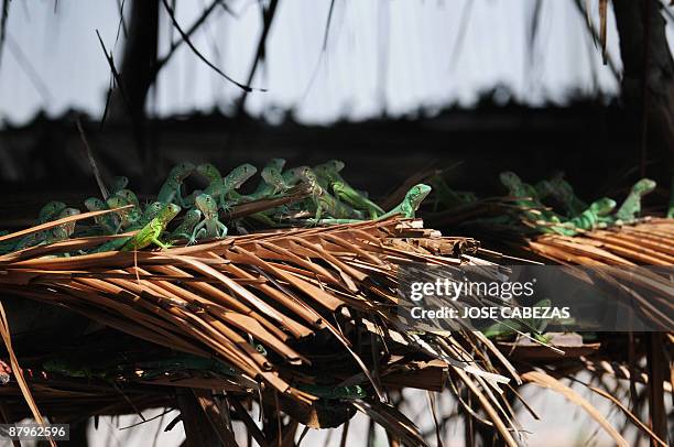 Young green iguanas rest in 'La Unica' farm La Herradura, 40 Km south of San Salvador on May 22, 2009. Felix Reyes breeds different species of...