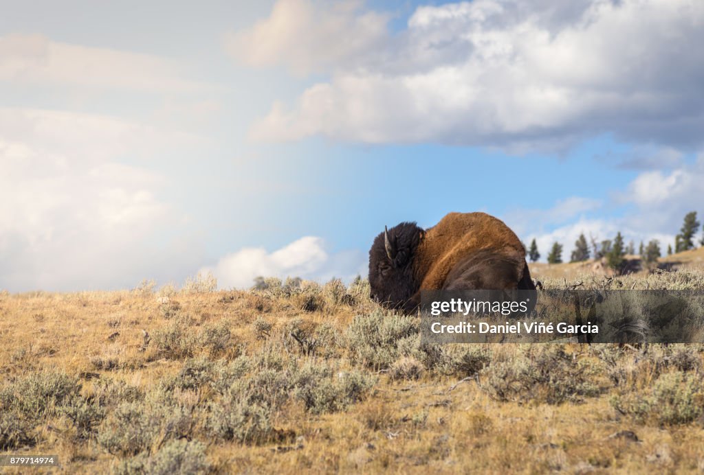 Buffalo or Bison and Wilderness in Yellowstone